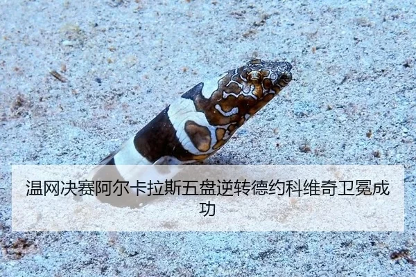 wen-wang-jue-sai-a-er-ka-la-si-wu-pan-ni-zhuan-de-yue-ke-wei-qi-wei-mian-cheng-gong-2-200.jpg